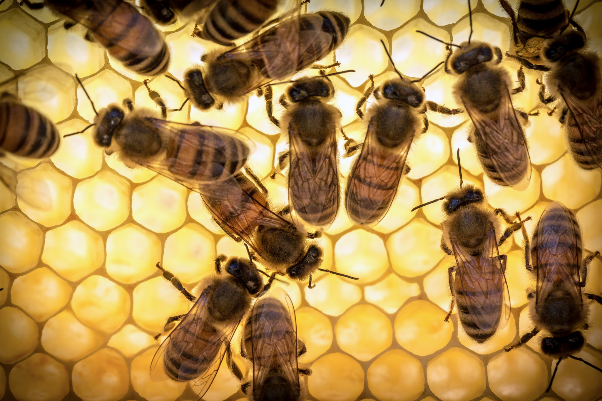 Bee արքայական ժելեը խորհուրդ չի տրվում օգտագործել գիշերը, քանի որ նրա ազդեցության տակ մեծացնում է նյարդային ակտիվությունը եւ հնարավոր անքնությունը: