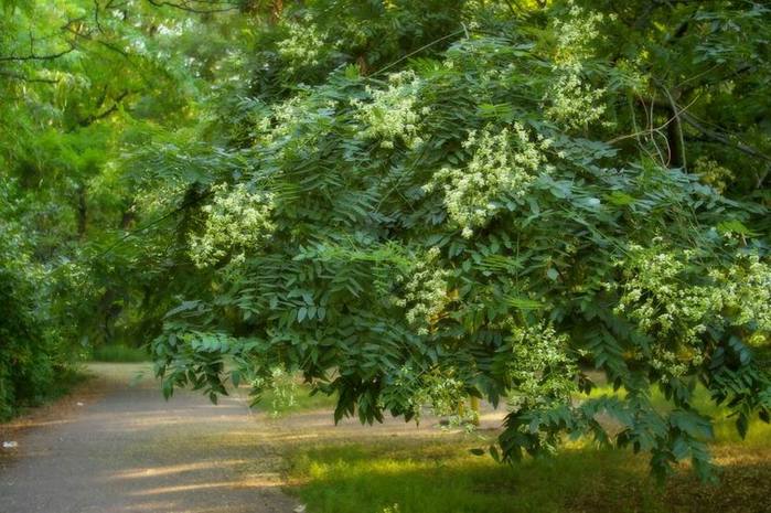 Sophora kallas det japanska mirakelet, ett träd från hundra sjukdomar