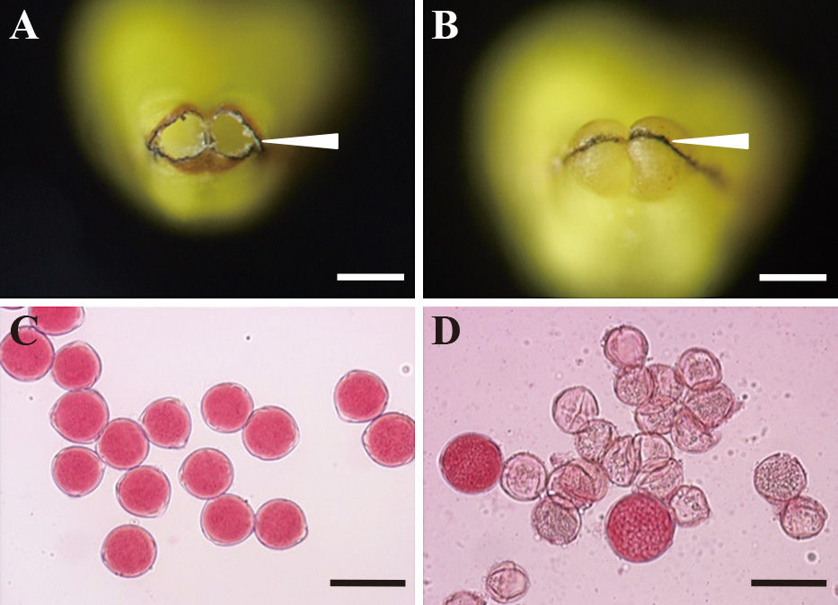 Аннотация   Цитоплазматическая мужская стерильность (CMS) является полезной системой для производства гибридных семян у различных видов сельскохозяйственных культур