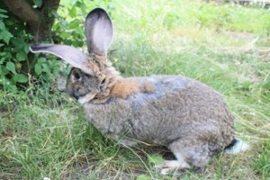 Как правило, у кролика выпадает шерсть 2-3 раза в год, и если со здоровьем кролика все в порядке, то на том месте, где шерсть выпала, очень быстро отрастут нова