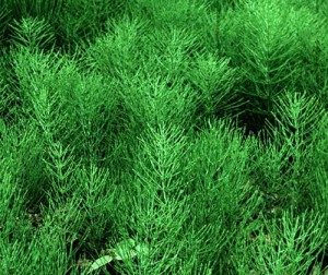 Некоторые травы могут быть полезны вместе с антибиотиками и другими лекарственными средствами при лечении почечной инфекции